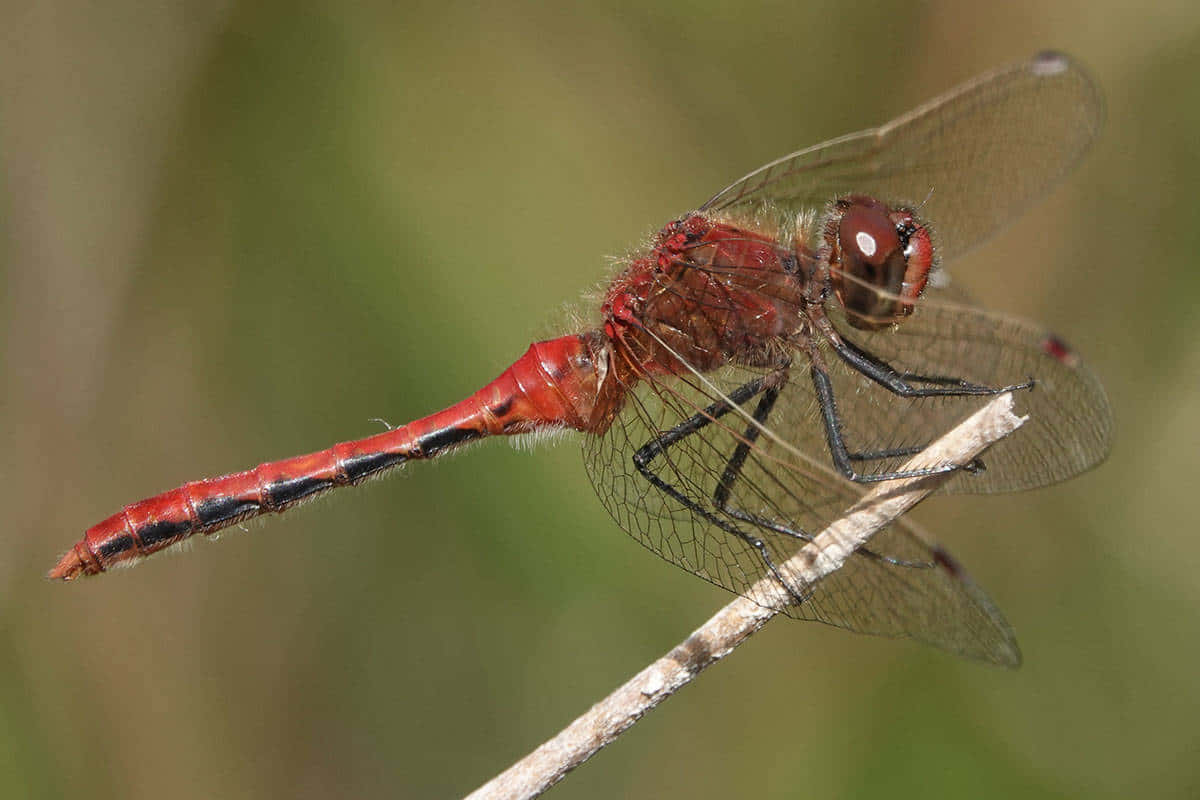 Red Dragonfly, twig, vibrant red, SD Desktop Wallpaper