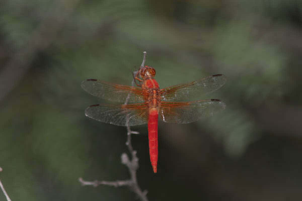 Red Dragonfly, dragonfly, twig, SD Desktop Wallpaper