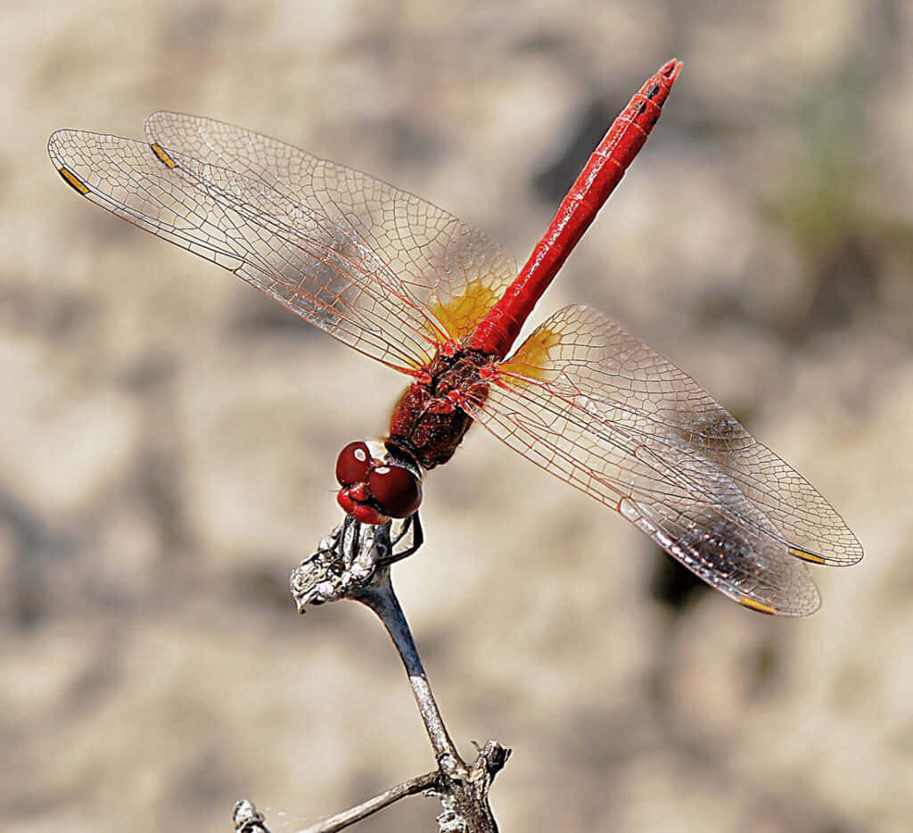 Red Dragonfly, vibrant red dragonfly, dry twig, SD Desktop Wallpaper