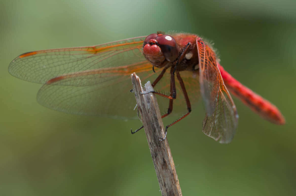 Red Dragonfly, dry twig, soft green blurred background, SD Desktop Wallpaper