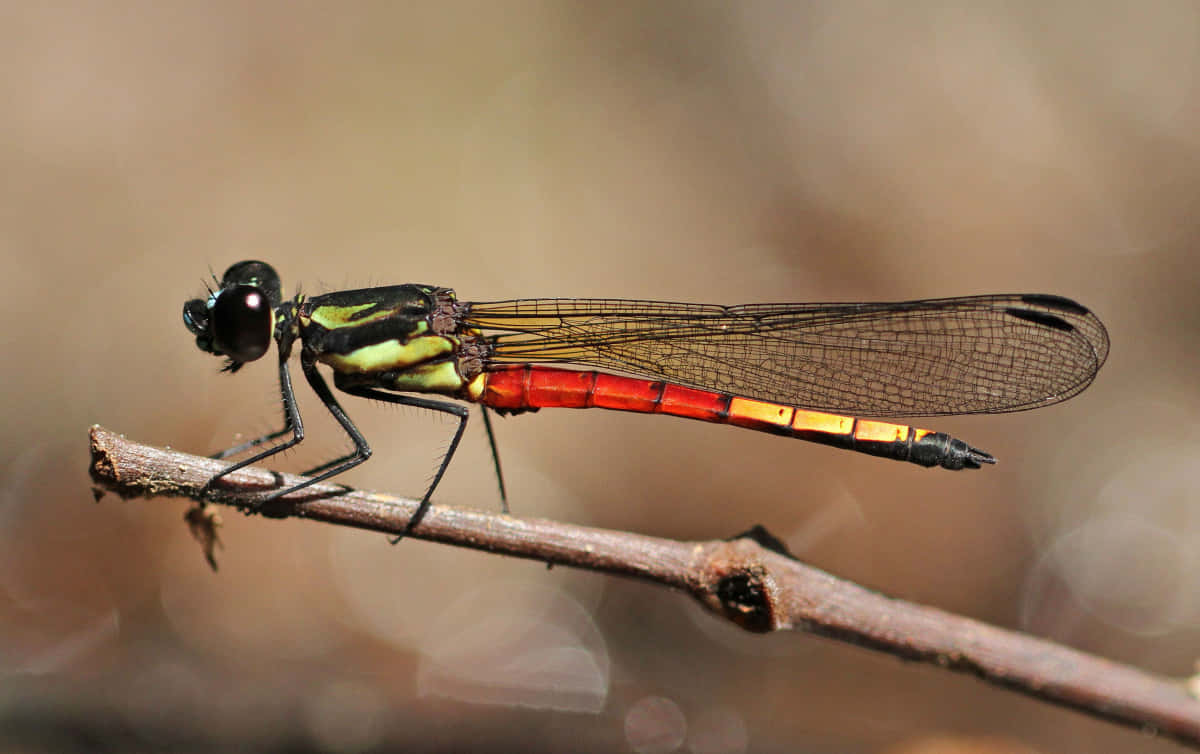 Red Dragonfly, vibrant red, black, SD Desktop Wallpaper