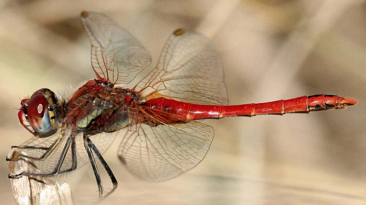 Red Dragonfly, twig, translucent wings, SD Desktop Wallpaper