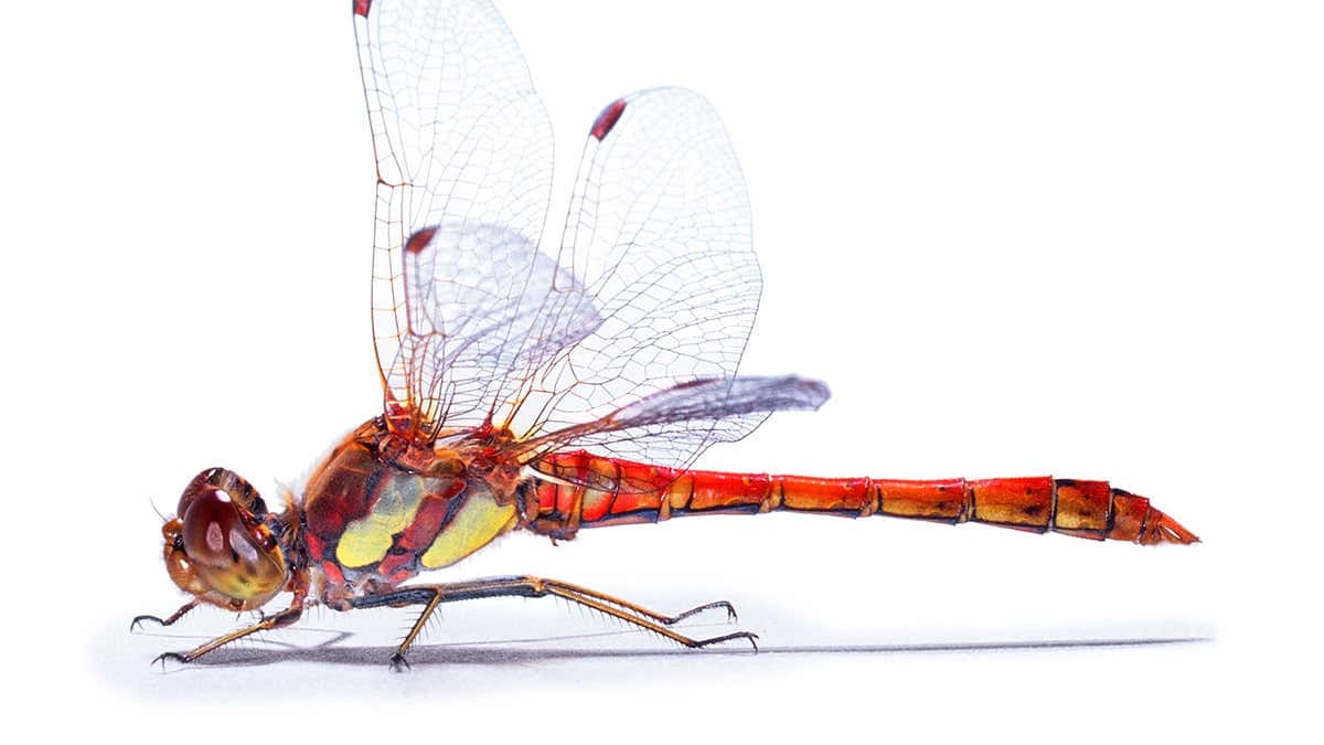 Red Dragonfly, vibrant red, transparent wings, SD Desktop Wallpaper