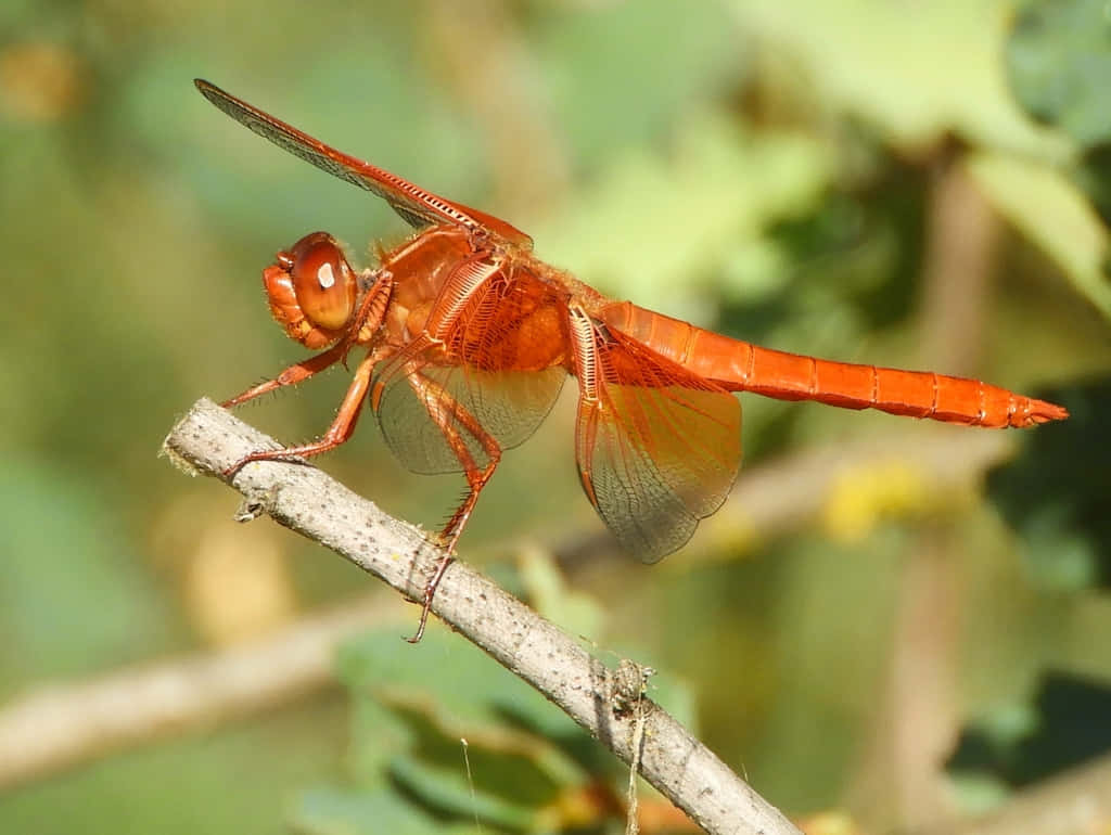 Red Dragonfly, orange dragonfly, textured twig, SD Desktop Wallpaper