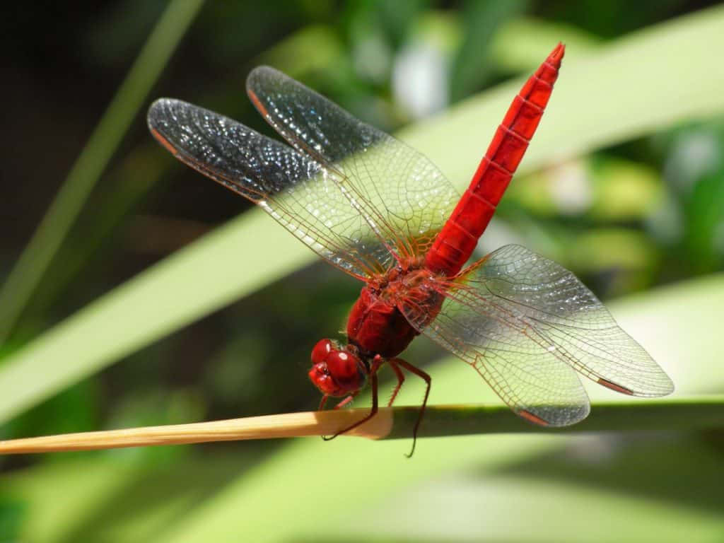 Red Dragonfly, translucent wings, sunlight, SD Desktop Wallpaper
