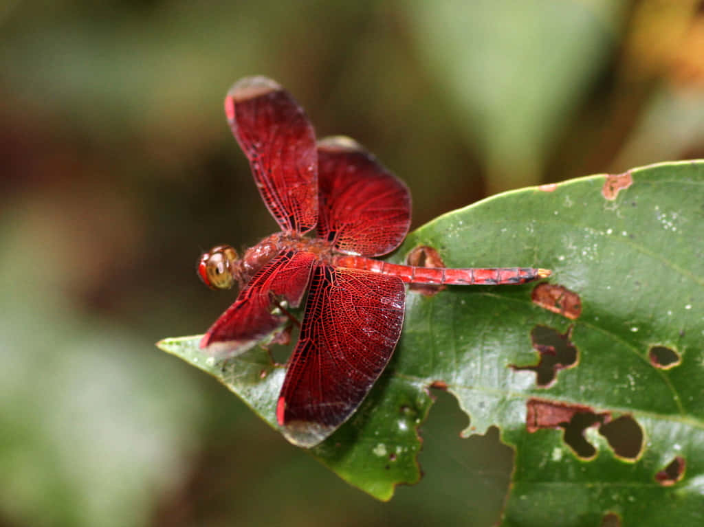 Red Dragonfly, vivid red dragonfly, translucent wings, SD Desktop Wallpaper