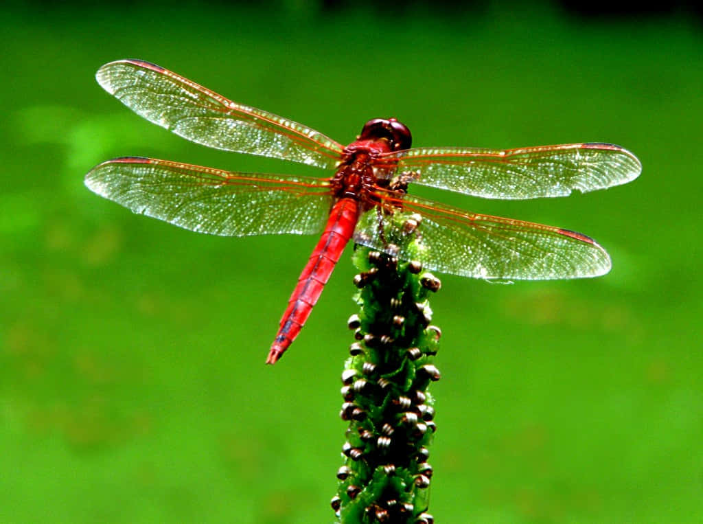 Red Dragonfly, transparent wings, green textured stem, SD Desktop Wallpaper