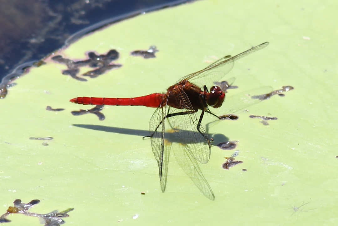 Red Dragonfly, lily pad, green, SD Desktop Wallpaper