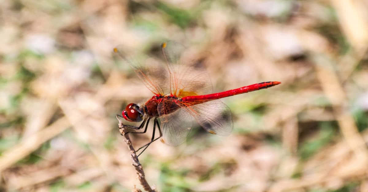 Red Dragonfly, twig, soft blurred natural backdrop, SD Desktop Wallpaper