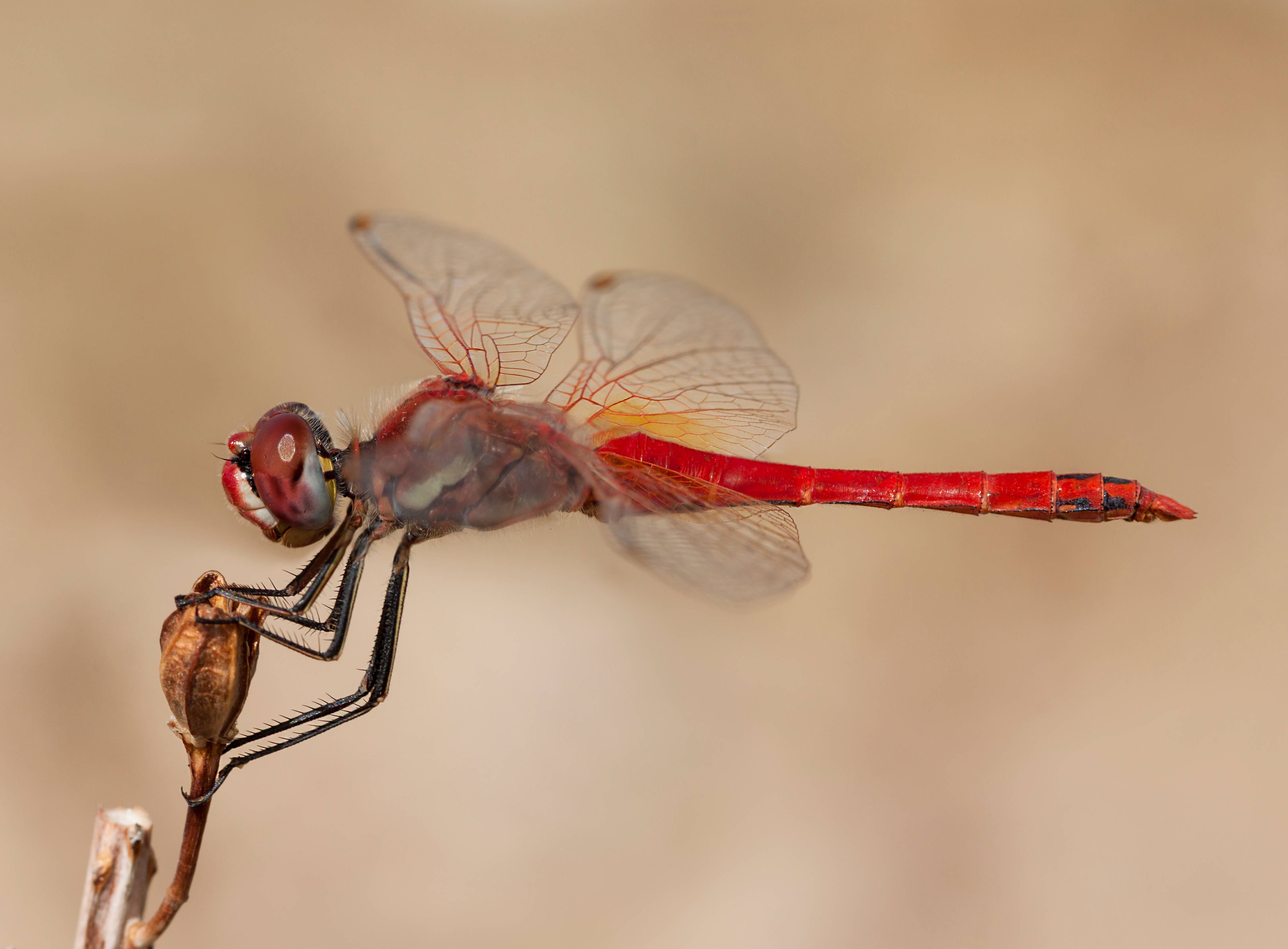dragonfly, red body, dried stem, 4K Desktop Wallpaper