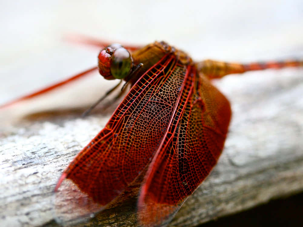 Red Dragonfly, vivid red dragonfly, intricate wing veins, SD Desktop Wallpaper