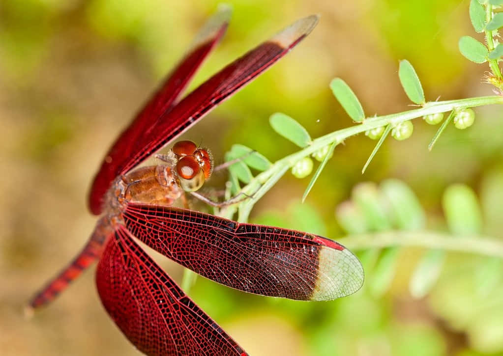 Red Dragonfly, green leaf, green leafy stem, SD Desktop Wallpaper