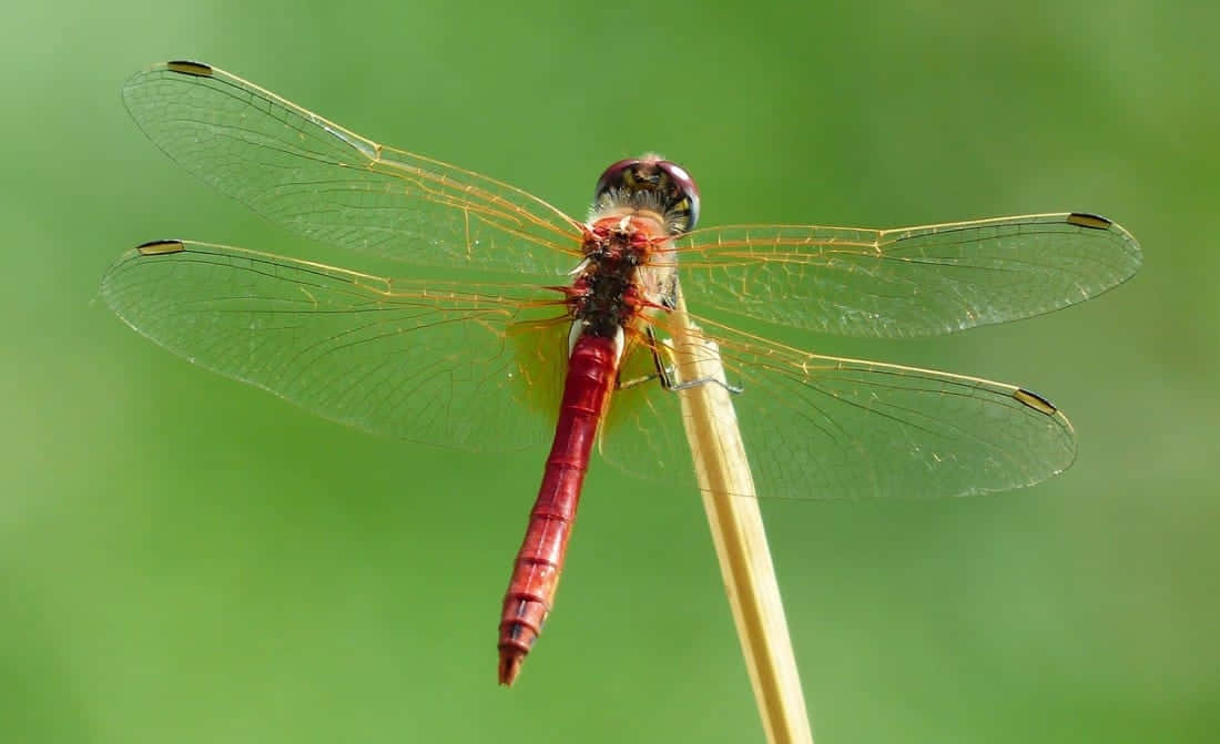 Red Dragonfly, twig, slender reed, SD Desktop Wallpaper