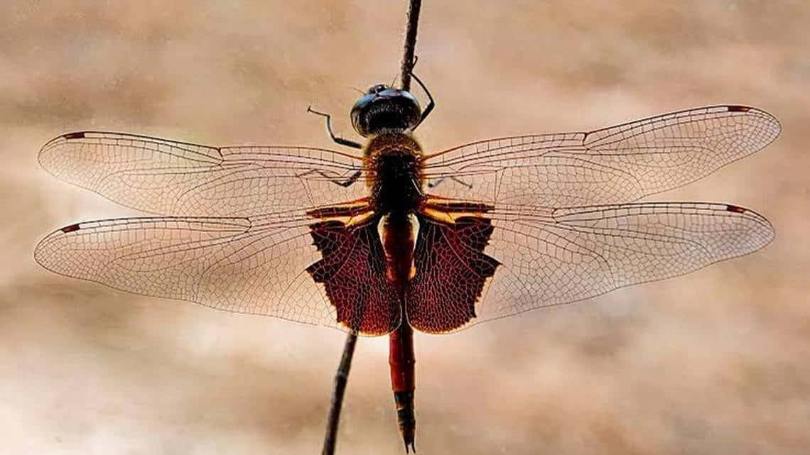 Red Dragonfly, translucent wings, reddish-brown body, SD Desktop Wallpaper
