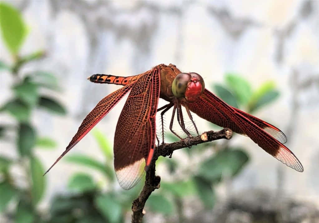 Red Dragonfly, vibrant red dragonfly, intricate wing patterns, SD Desktop Wallpaper