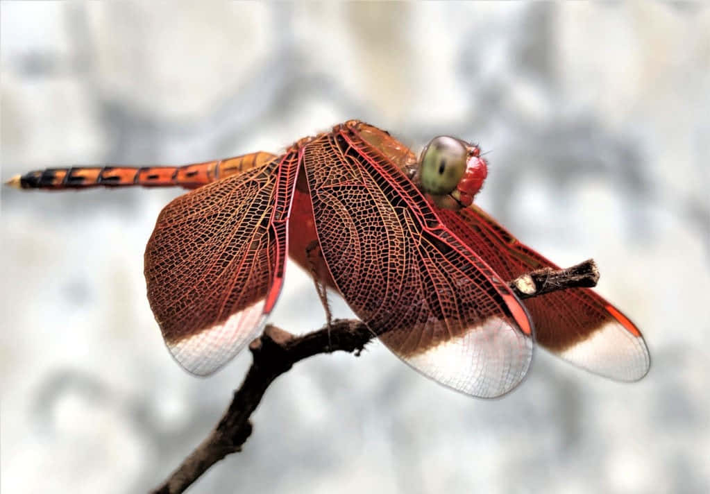 Red Dragonfly, vivid red dragonfly, intricate wing veins, SD Desktop Wallpaper