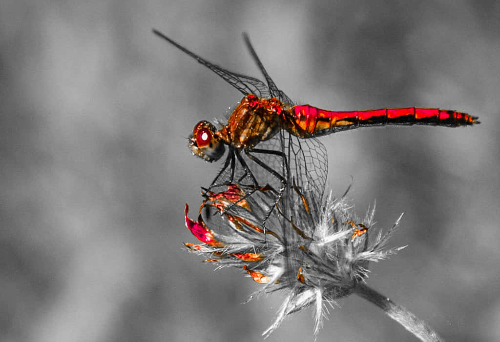 Red Dragonfly, dried flower head, monochrome blurred background, SD Desktop Wallpaper