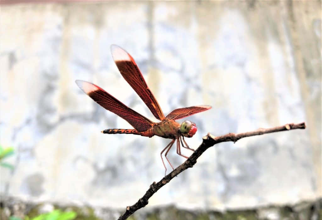 Red Dragonfly, dark twig, soft blurred stone wall, SD Desktop Wallpaper