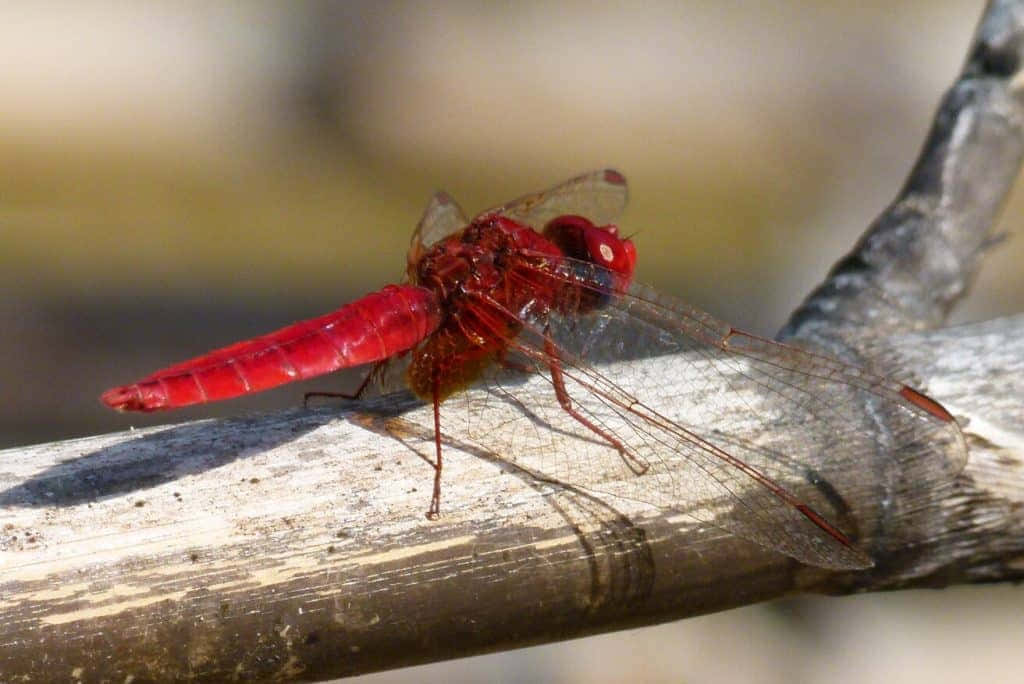 Red Dragonfly, vibrant red dragonfly, sunlit textured branch, SD Desktop Wallpaper