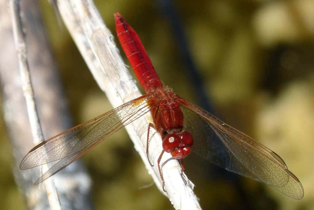 Red Dragonfly, 1024 x 684, vibrant red dragonfly, SD Desktop Wallpaper