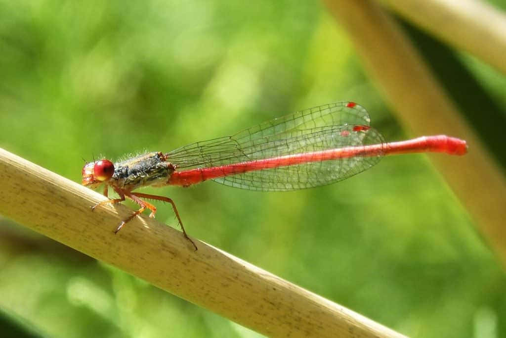 Red Dragonfly, vibrant red dragonfly, sunlit reed stem, SD Desktop Wallpaper