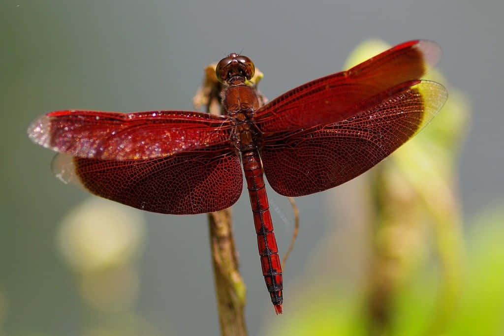 Red Dragonfly, translucent wings, twig, SD Desktop Wallpaper