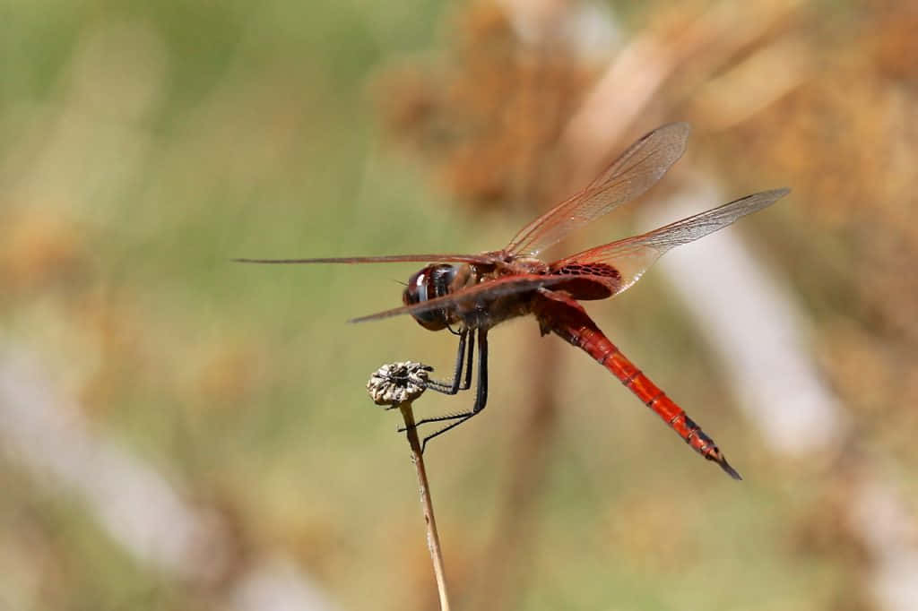 Red Dragonfly, vibrant red dragonfly, dried flower stem, SD Desktop Wallpaper