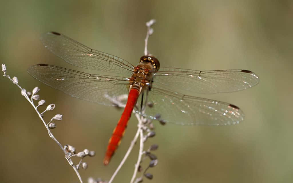 Red Dragonfly, twig, slender branch, SD Desktop Wallpaper