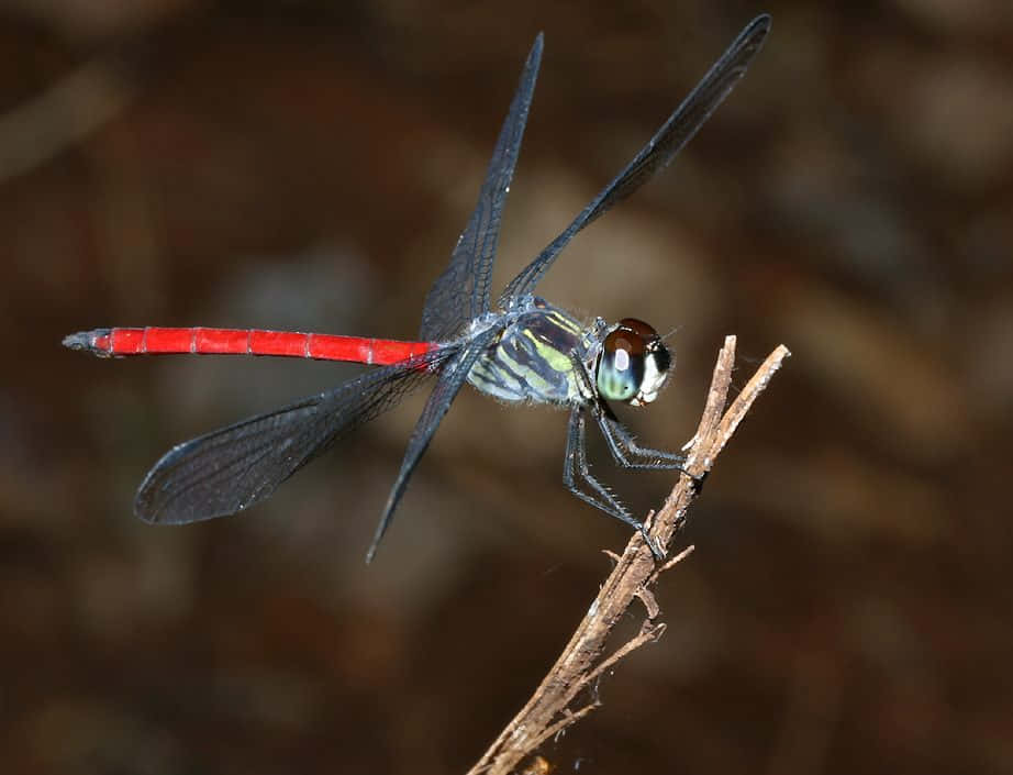 Red Dragonfly, vibrant red, transparent wings, SD Desktop Wallpaper