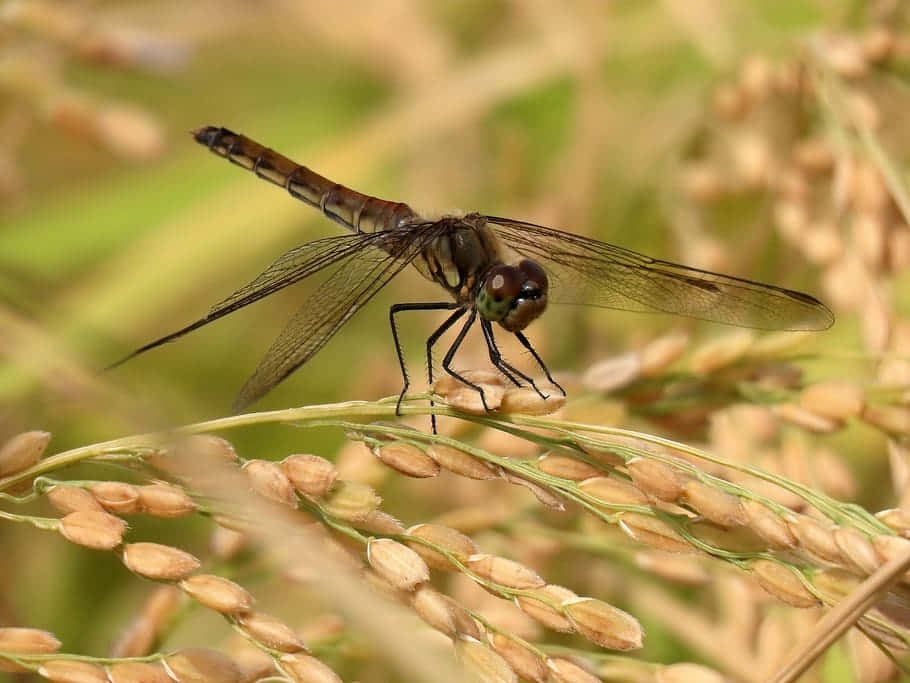 Red Dragonfly, golden rice stalk, sunlit field, SD Desktop Wallpaper