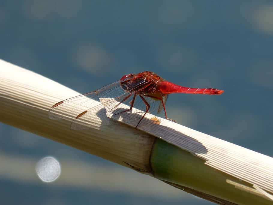 Red Dragonfly, 910 x 683, vibrant red dragonfly, SD Desktop Wallpaper