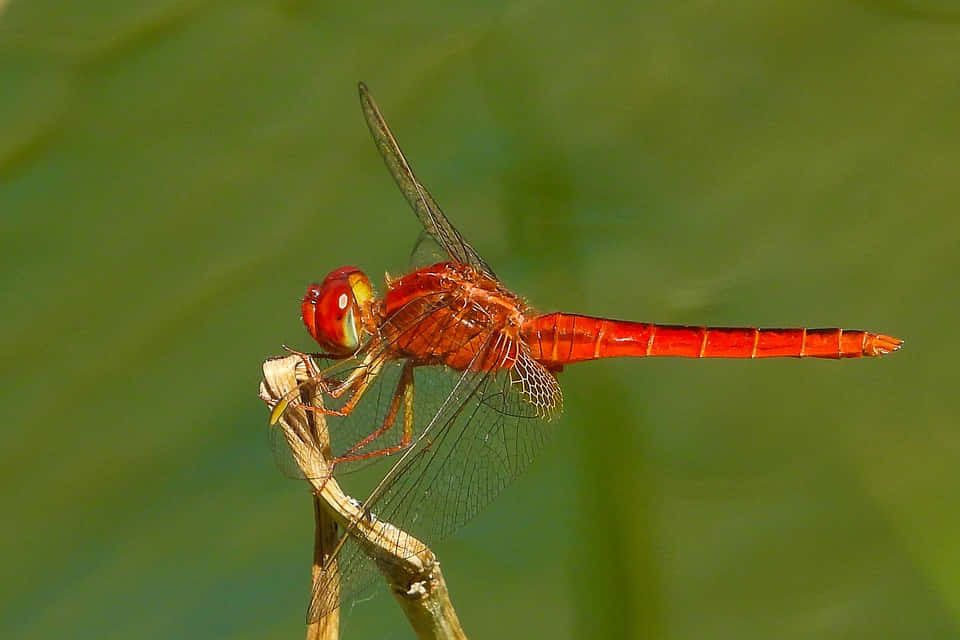 Red Dragonfly, dry twig, soft green blurred background, SD Desktop Wallpaper