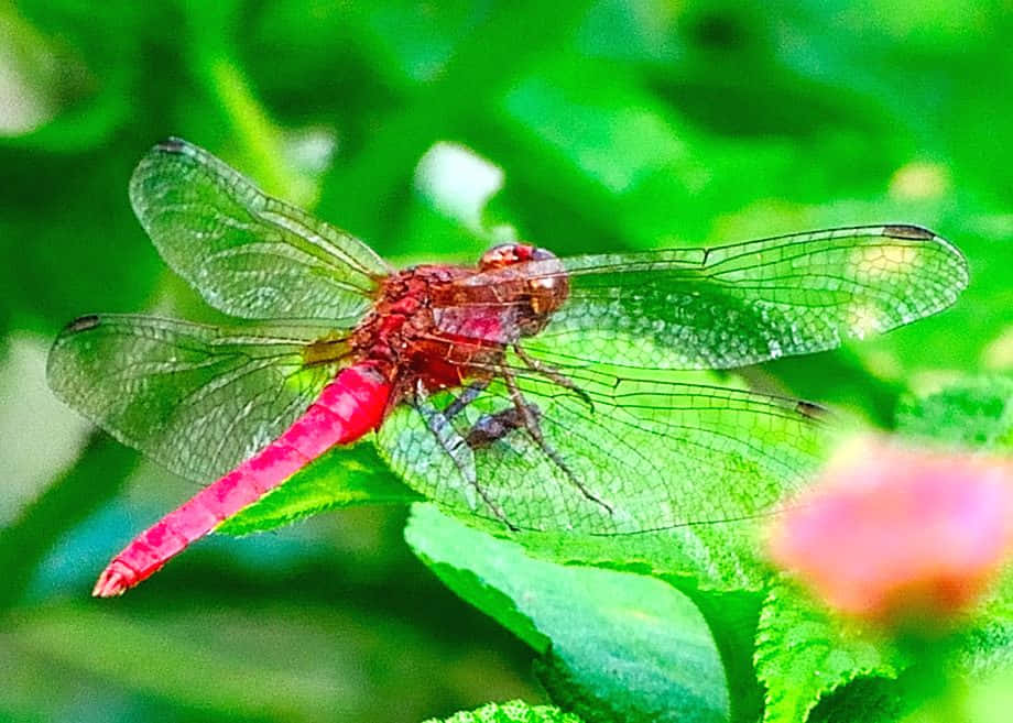 Red Dragonfly, vibrant red, transparent wings, SD Desktop Wallpaper