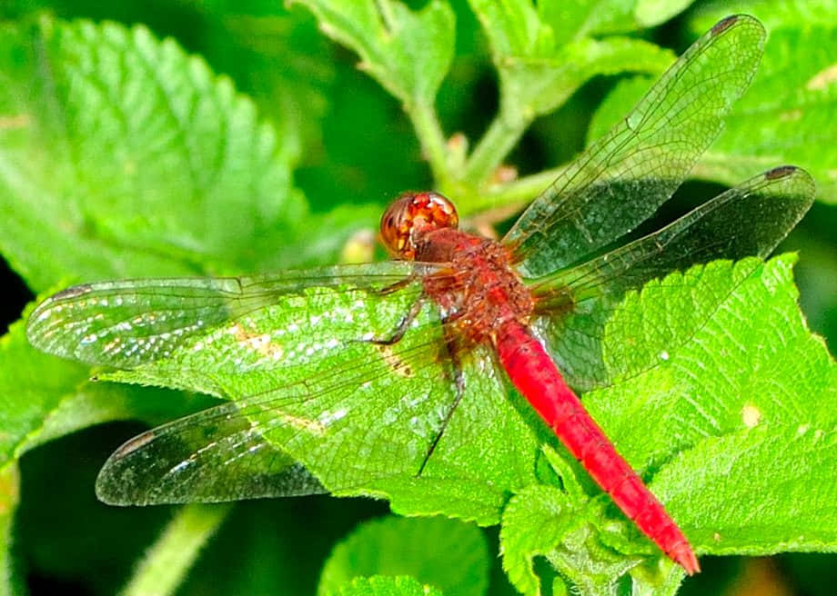 Red Dragonfly, vibrant red dragonfly, lush green leaf, SD Desktop Wallpaper