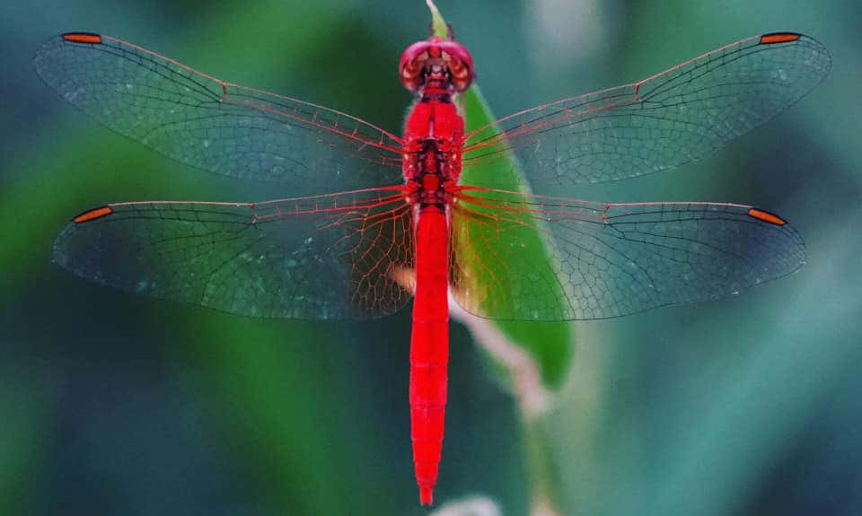 Red Dragonfly, green leaf, translucent wings, SD Desktop Wallpaper