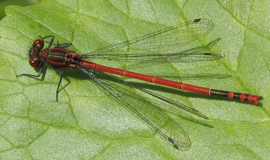 Red Dragonfly, 926 x 549, blade of grass, SD Desktop Wallpaper