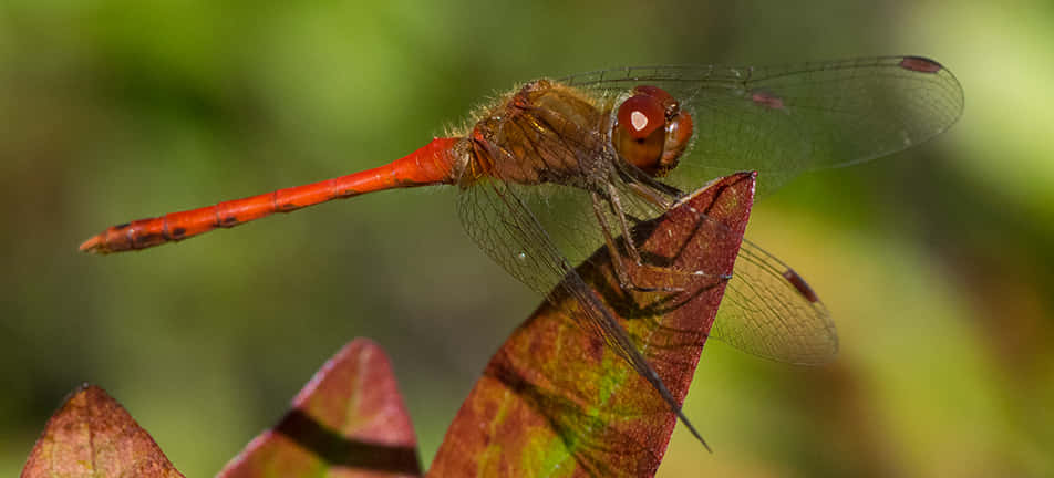 Red Dragonfly, vibrant red dragonfly, twig, SD Desktop Wallpaper