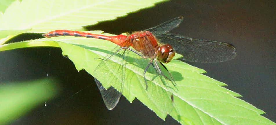 Red Dragonfly, bright green leaf, dark water, SD Desktop Wallpaper