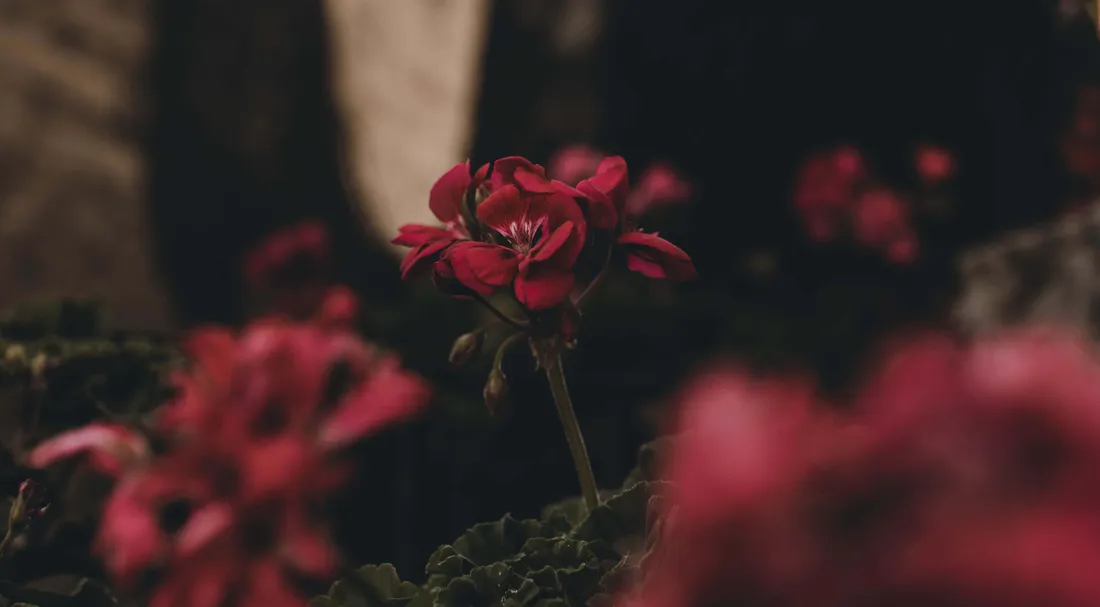 Red Flower Aesthetic