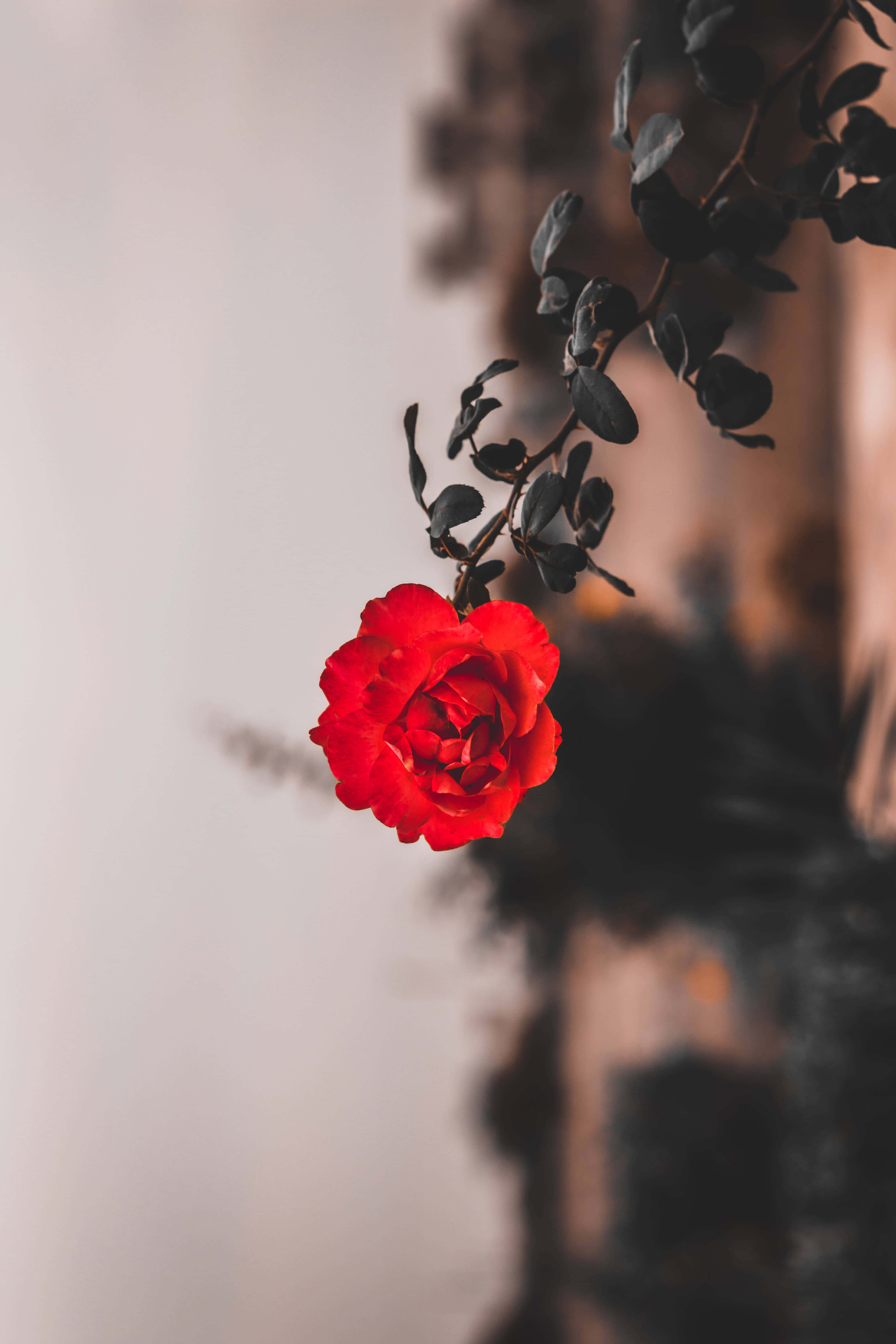 red rose, branch, soft blurred background, 5K Phone Wallpaper