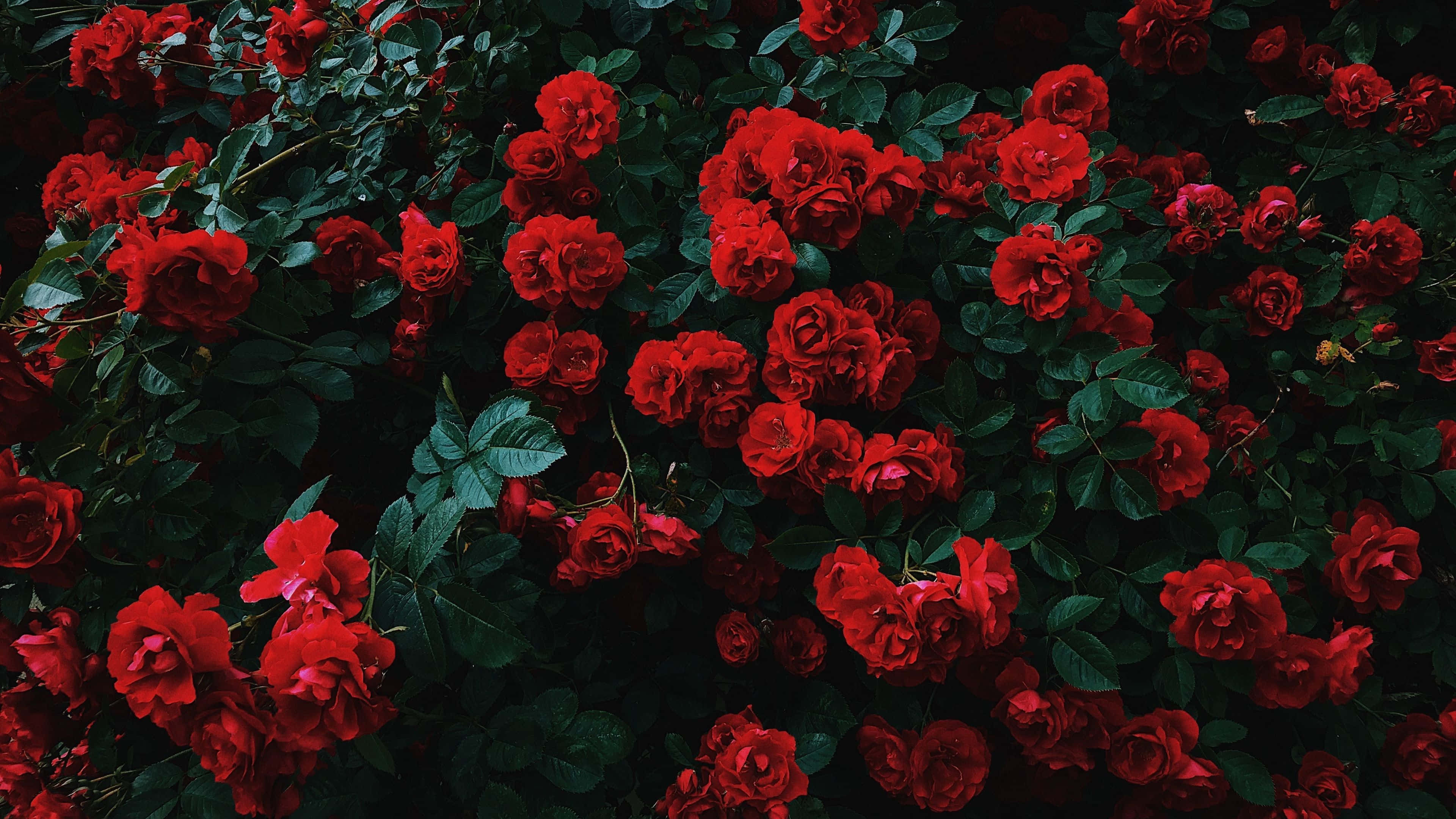 Red Flower Aesthetic, vibrant red roses, deep green foliage, 4K Desktop Wallpaper