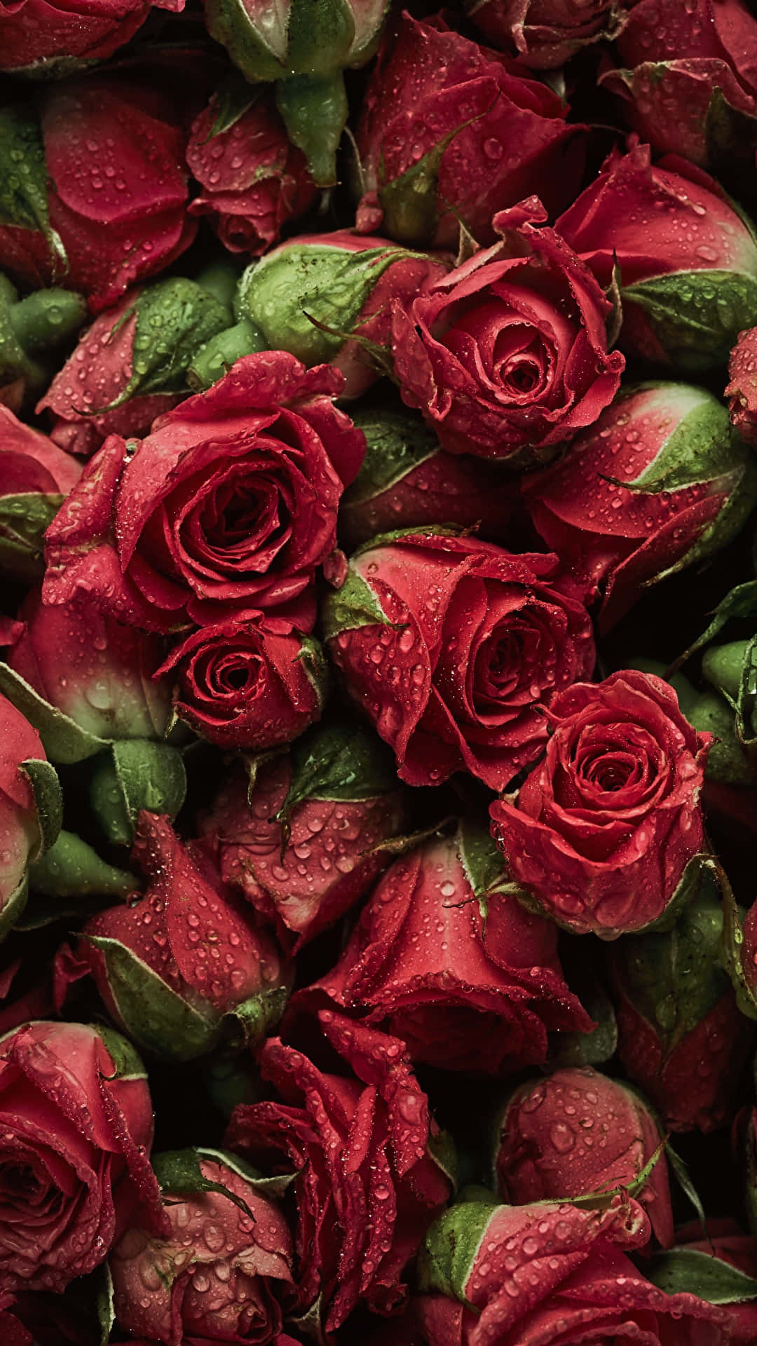 red roses, water droplets, vibrant red, Full HD Phone Wallpaper