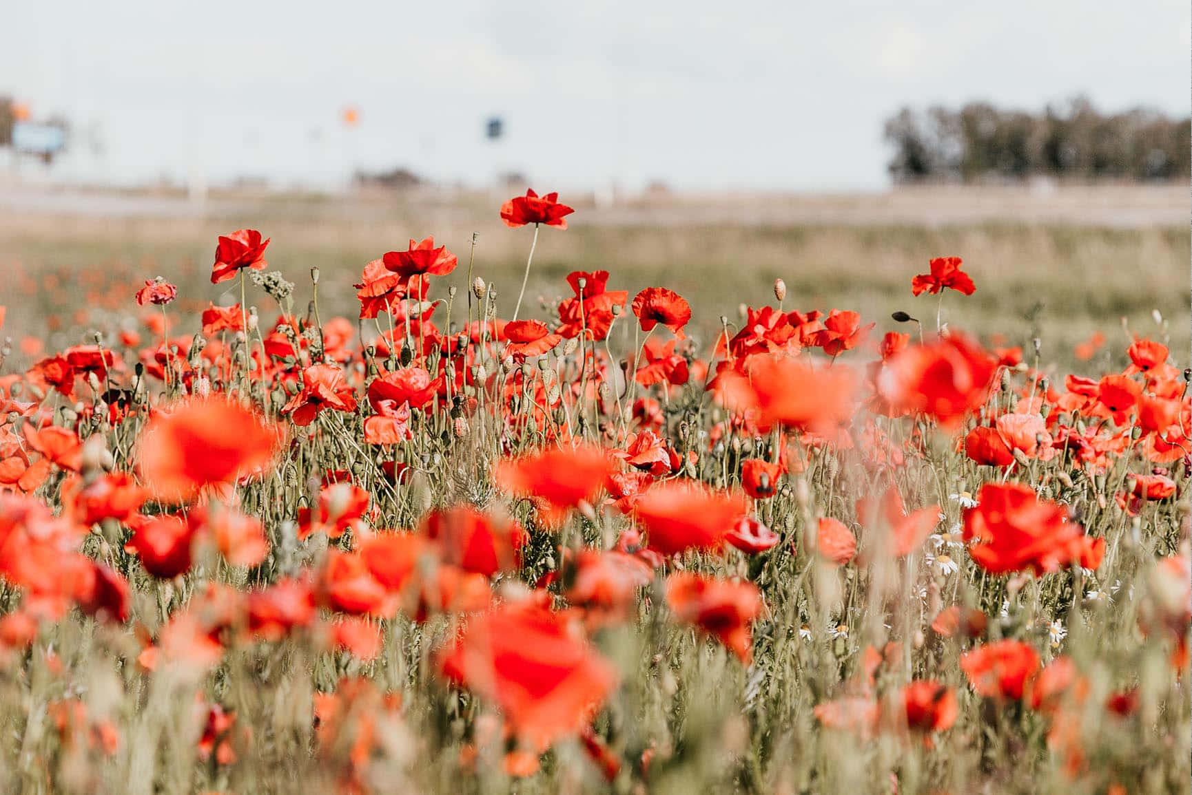 poppy field, vibrant red poppies, sunlit field, HD Desktop Wallpaper