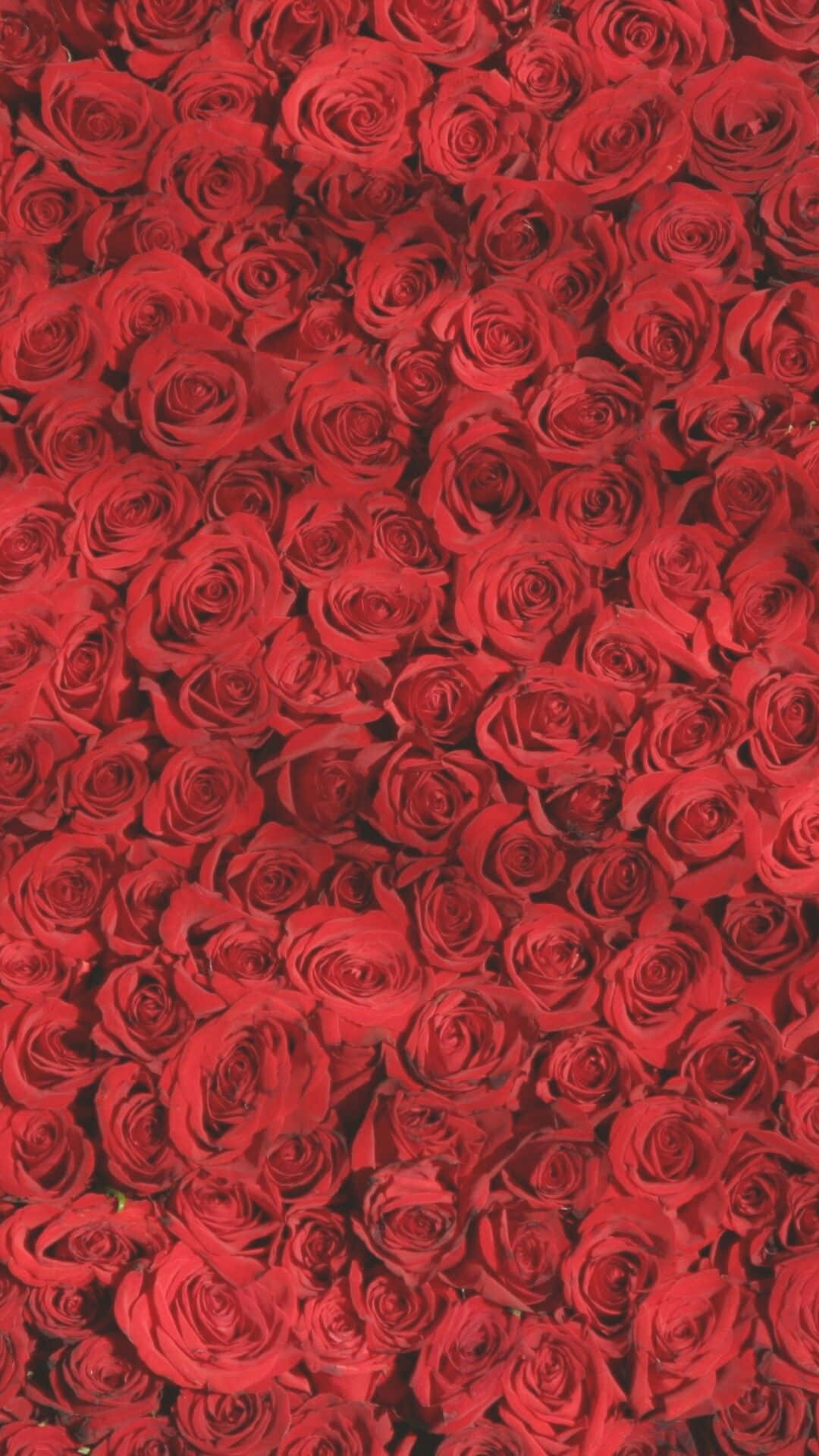 red roses, vase, vivid red, Full HD Phone Wallpaper