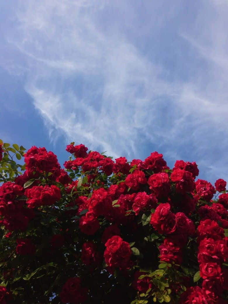 red flower aesthetic, vibrant red roses, bright blue sky, SD Phone Wallpaper
