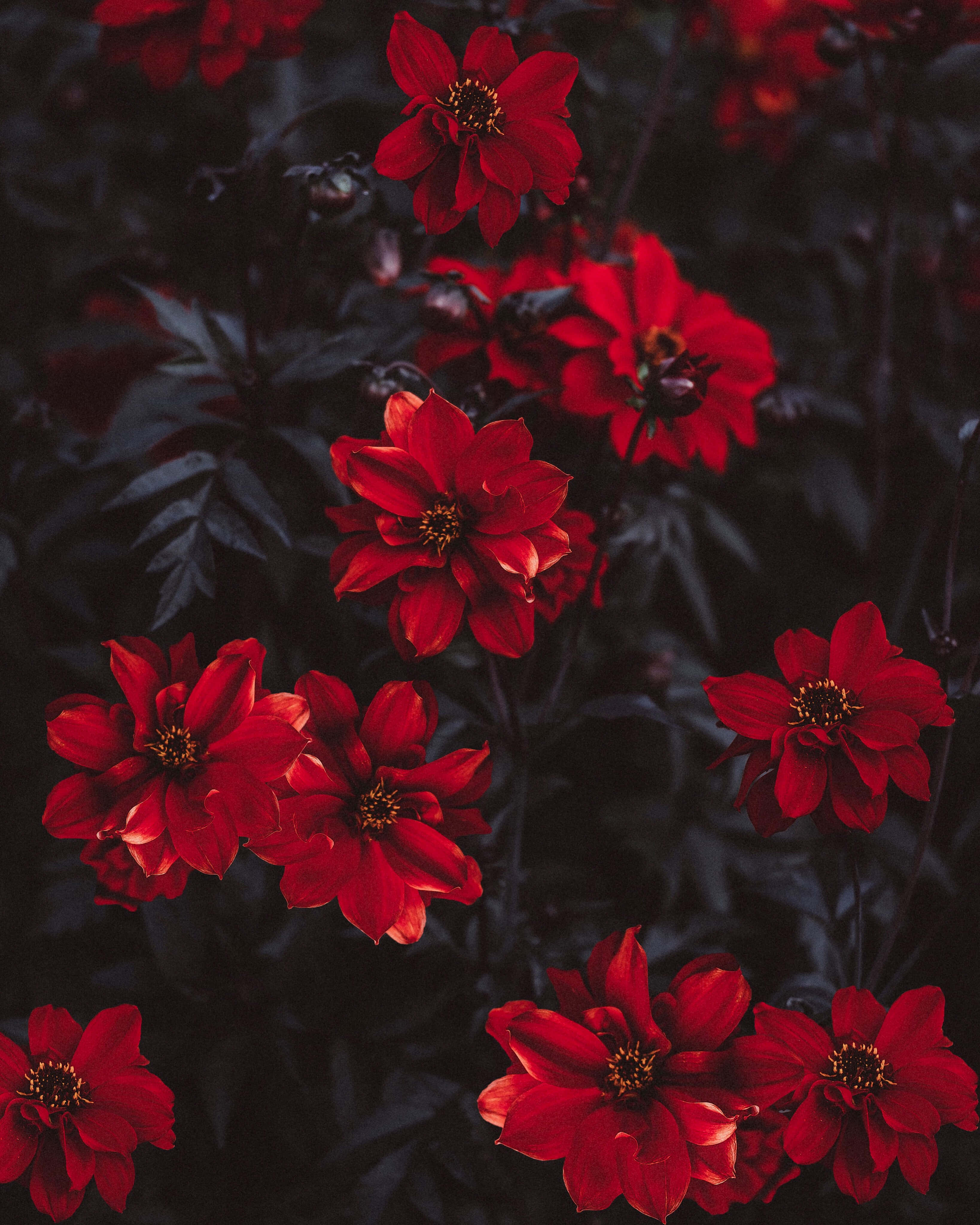 red dahlias, deep shadowed foliage, moody garden scene, 4K Phone Wallpaper