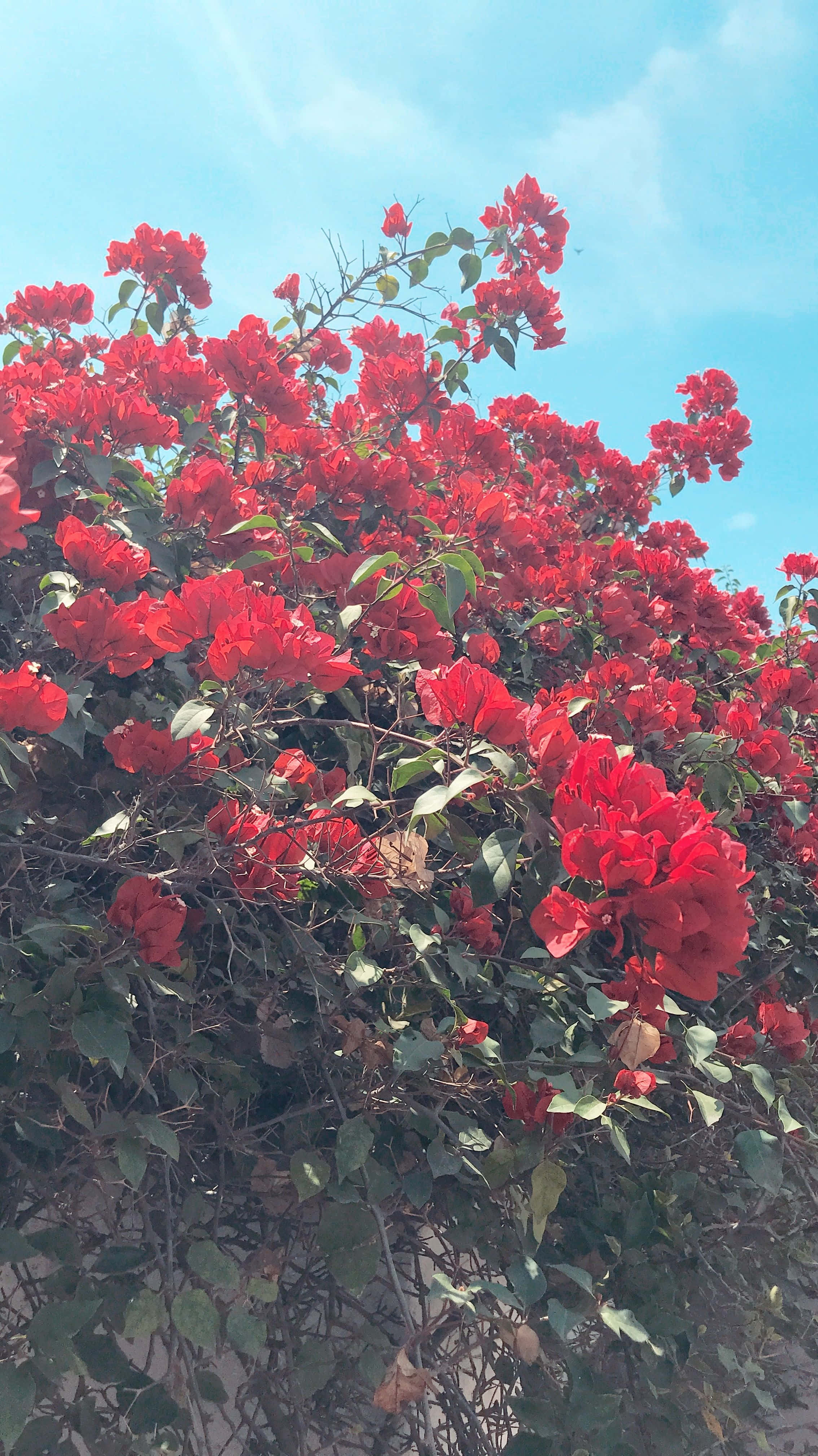 red flower, bougainvillea, vibrant red, 4K Phone Wallpaper