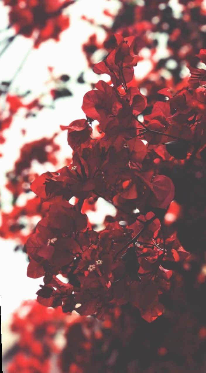 red bougainvillea, white background, shallow depth of field, SD Phone Wallpaper