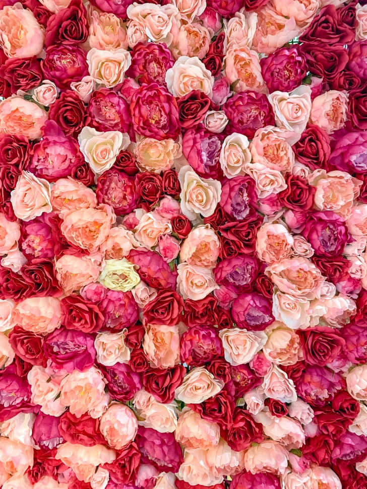 vibrant red flower aesthetic, dense wall of vibrant pink and red roses, soft peach accents, SD Phone Wallpaper