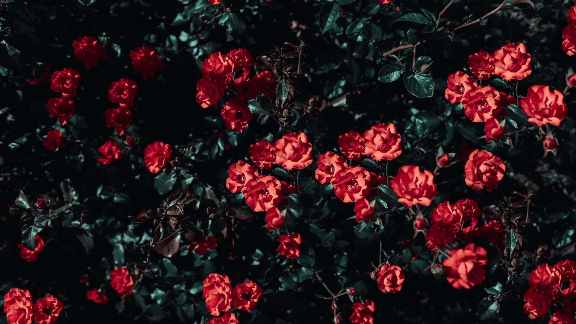 vibrant red roses, deep shadowed green leaves, field of green, Full HD Desktop Wallpaper